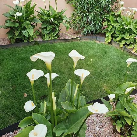 Bed & Breakfast Riba D'aude Carcassonne